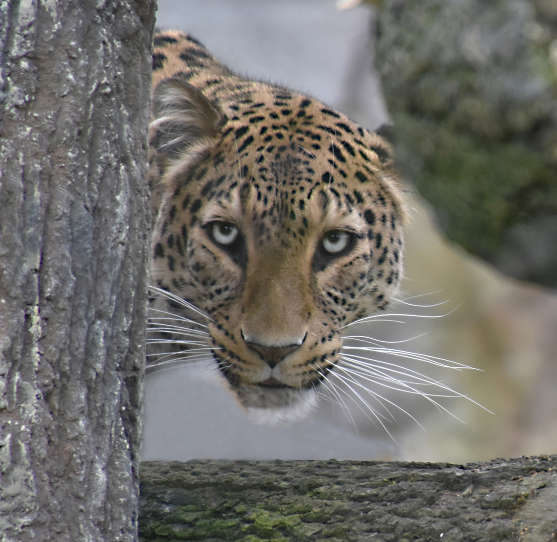 Ein Leopard mit Durchblick....