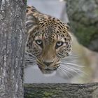 Ein Leopard mit Durchblick....