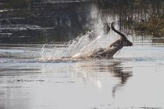 Ein Letschwe auf der Flucht