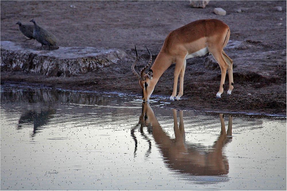 Ein letzter Abendtrunk,....