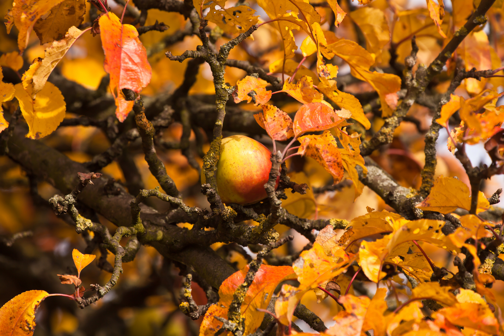 ein letzter Apfel