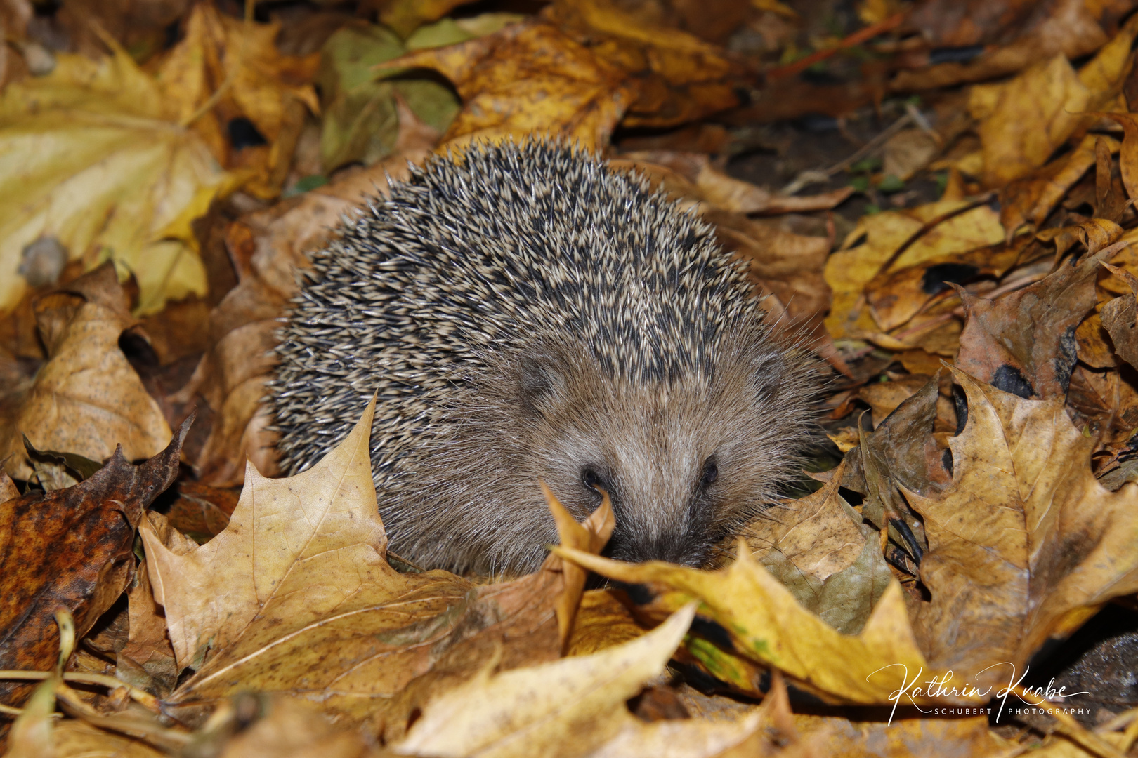  Ein letzter Besuch vor dem Winterschlaf