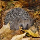  Ein letzter Besuch vor dem Winterschlaf