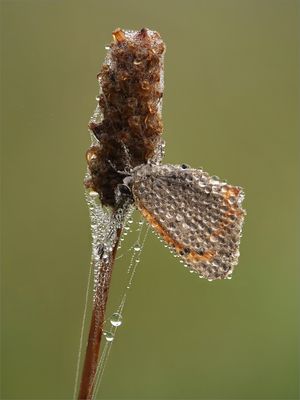 Ein letzter Bläuling