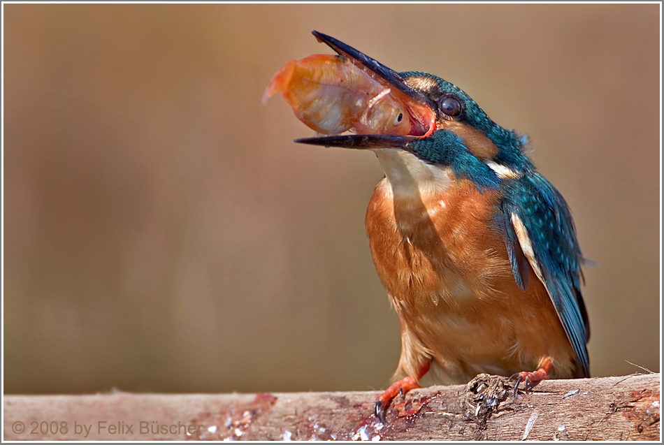 Ein letzter Blick in den Rachen.....!