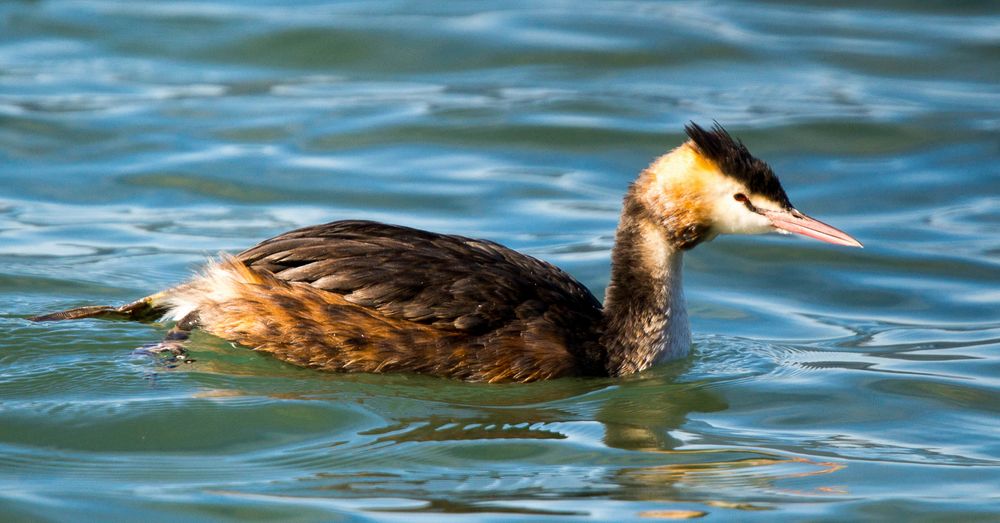 Ein letzter Gast am Thunersee