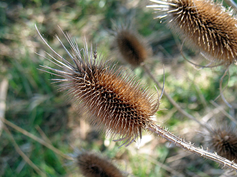 Ein letzter Gruß aus dem vergangenen Herbst