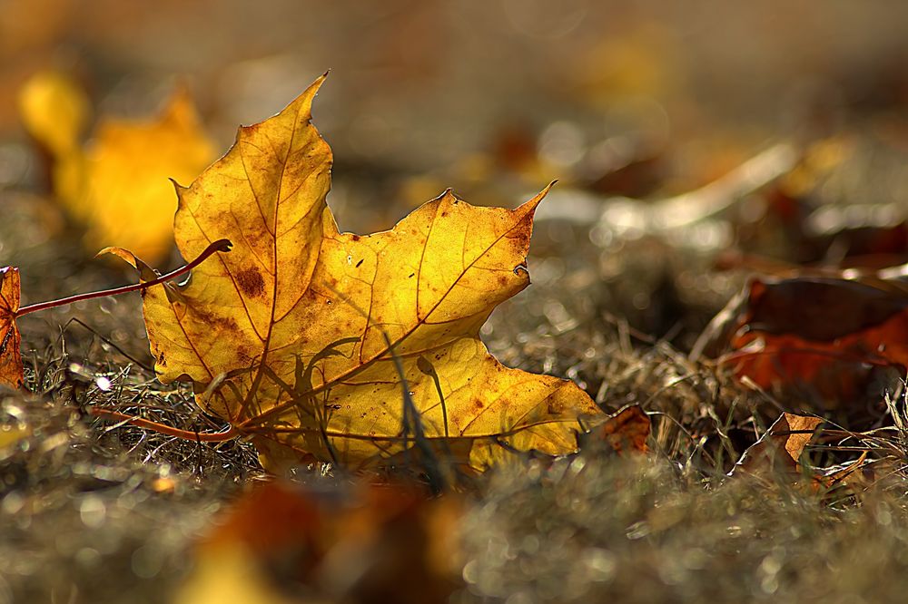 ein letzter Gruß vom Herbst