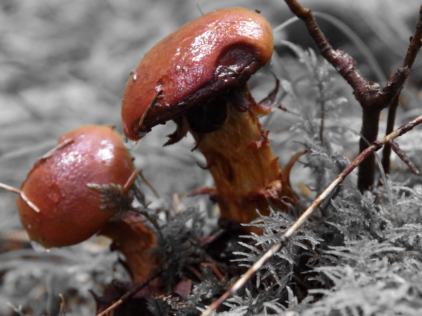 Ein letzter Herbstgruß