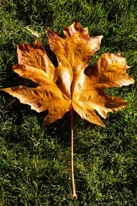 ...ein letzter Herbstgruß...