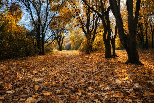 Ein letzter herbstlicher Durchblick