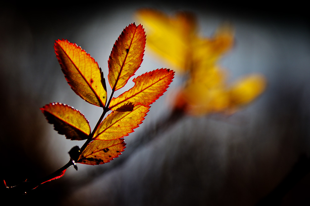 ein letzter herbstlicher Gruß