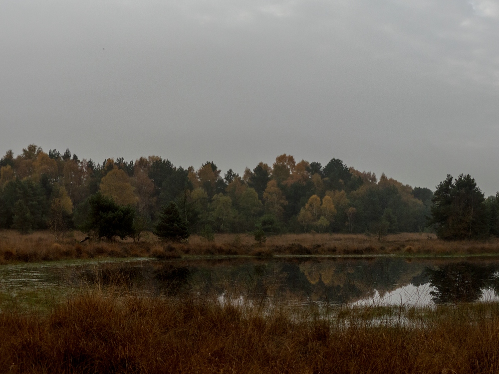 Ein letzter Herbsttag im Gildehauser Venn