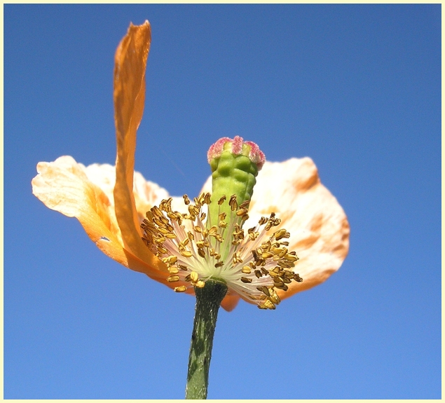 Ein letzter Mohn für dieses Jahr