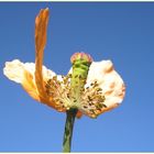 Ein letzter Mohn für dieses Jahr