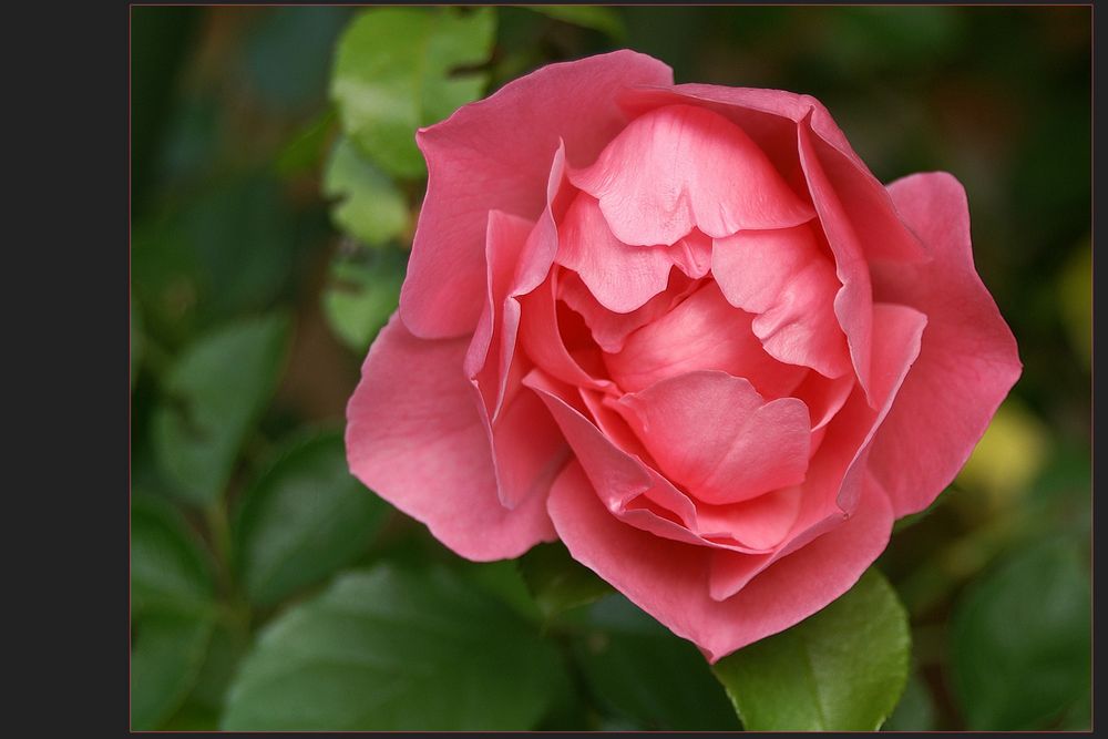 Ein letzter Rosengruß