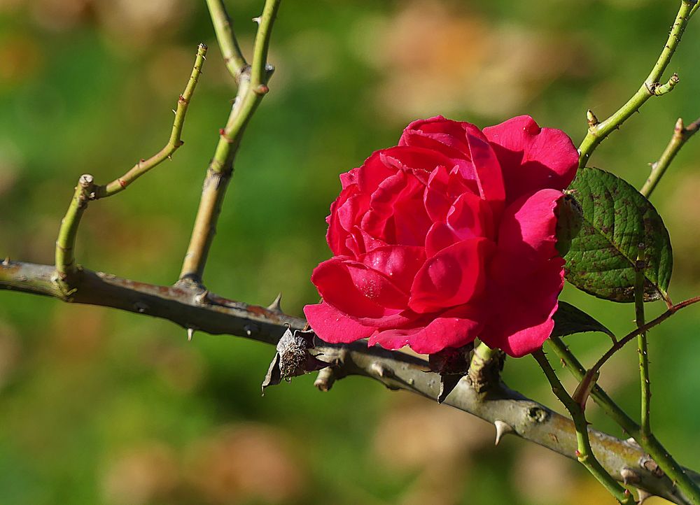 Ein letzter Rosengruss
