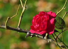 Ein letzter Rosengruss