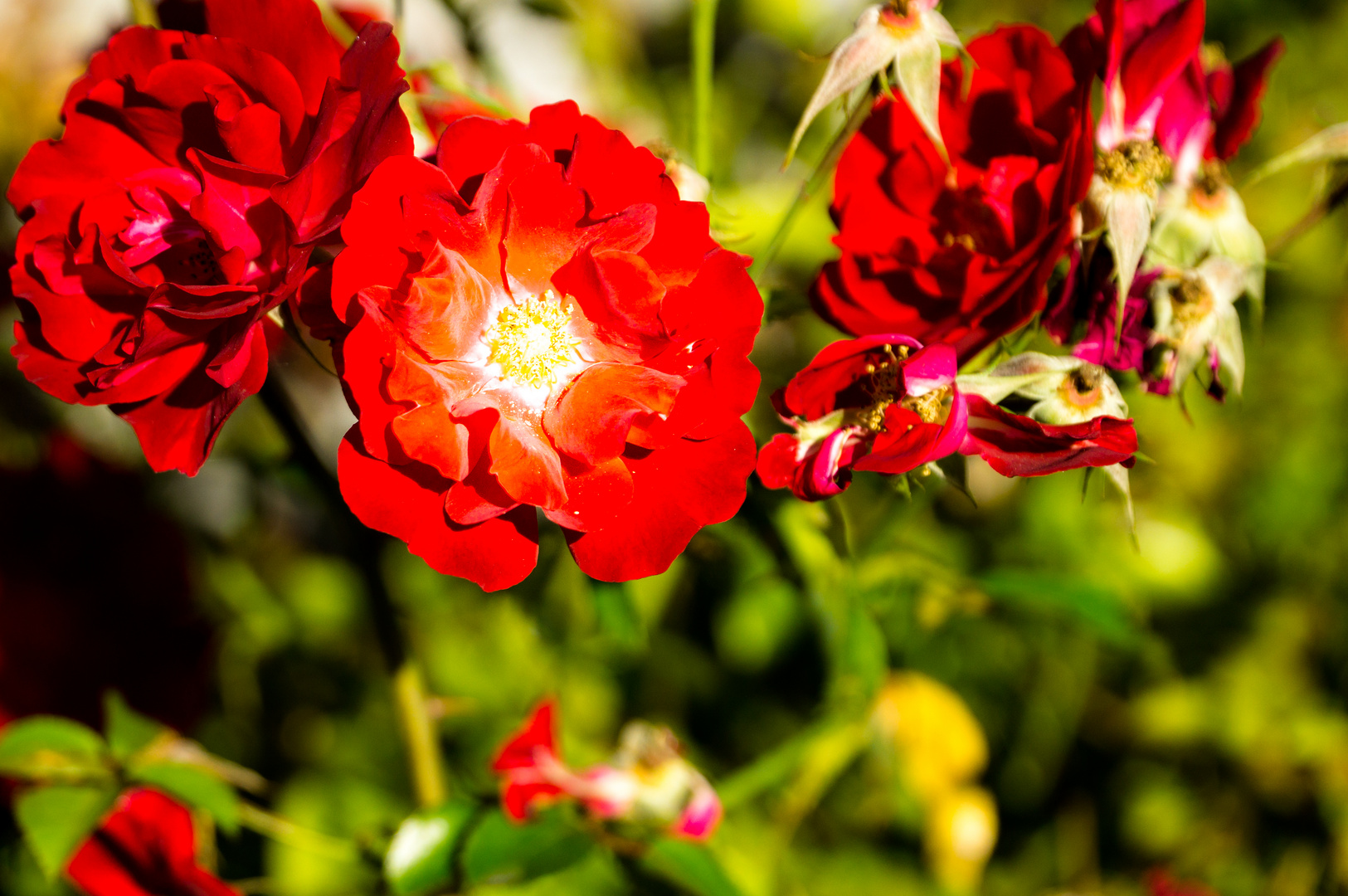 Ein letzter Rosengruß vorm Winter.