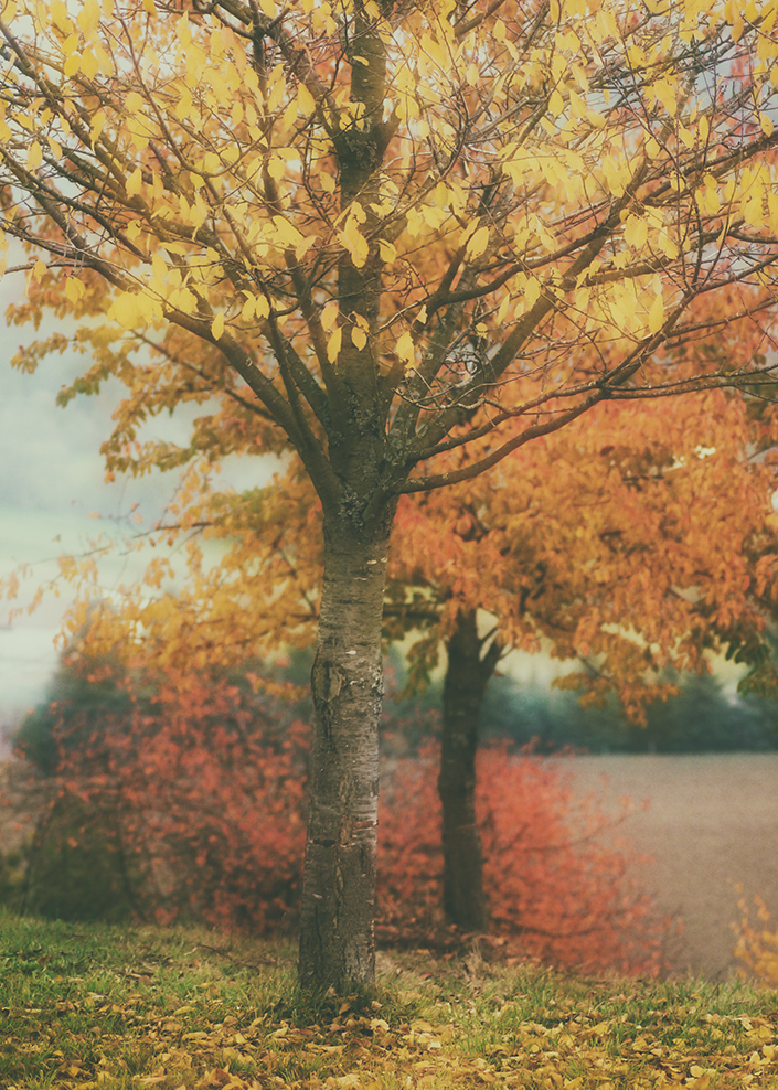 Ein letzter schöner Herbsttag