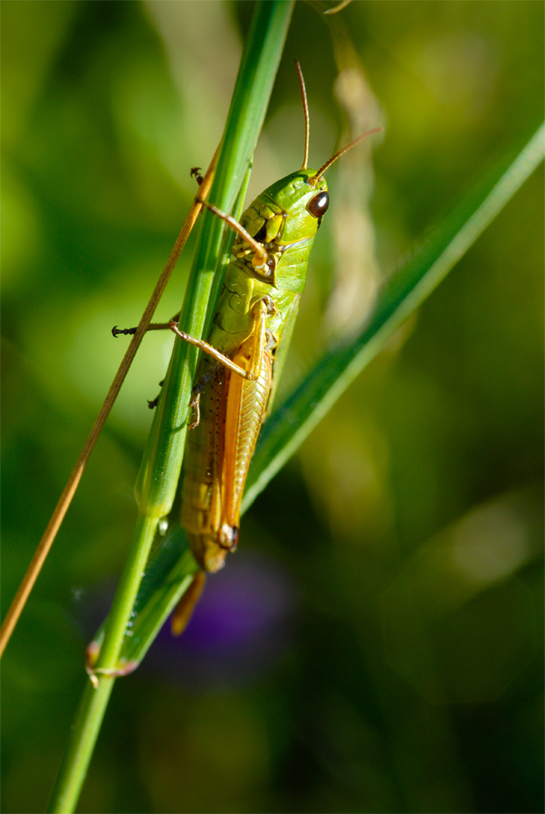 ein letzter Sommergrus