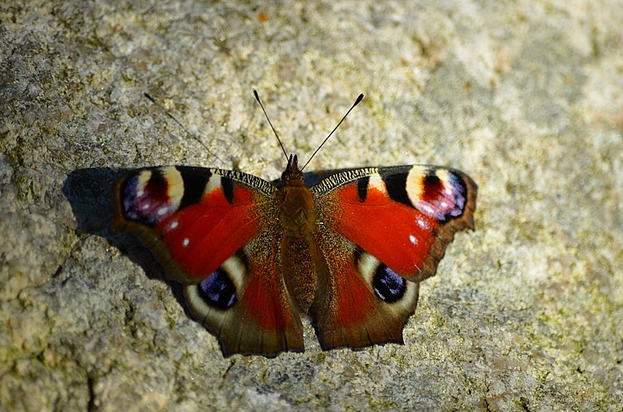 Ein letzter Sommergruß...