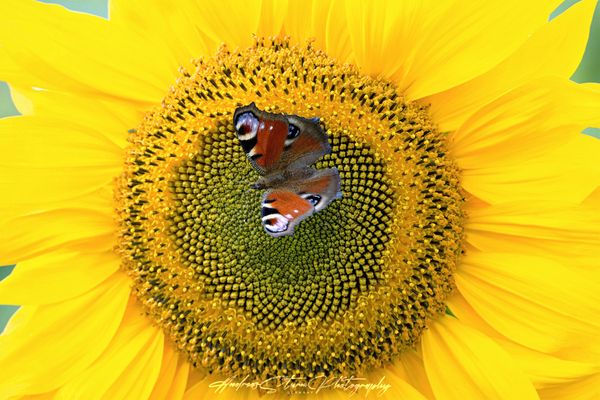 Ein letzter Sommergruß