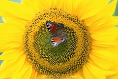 Ein letzter Sommergruß