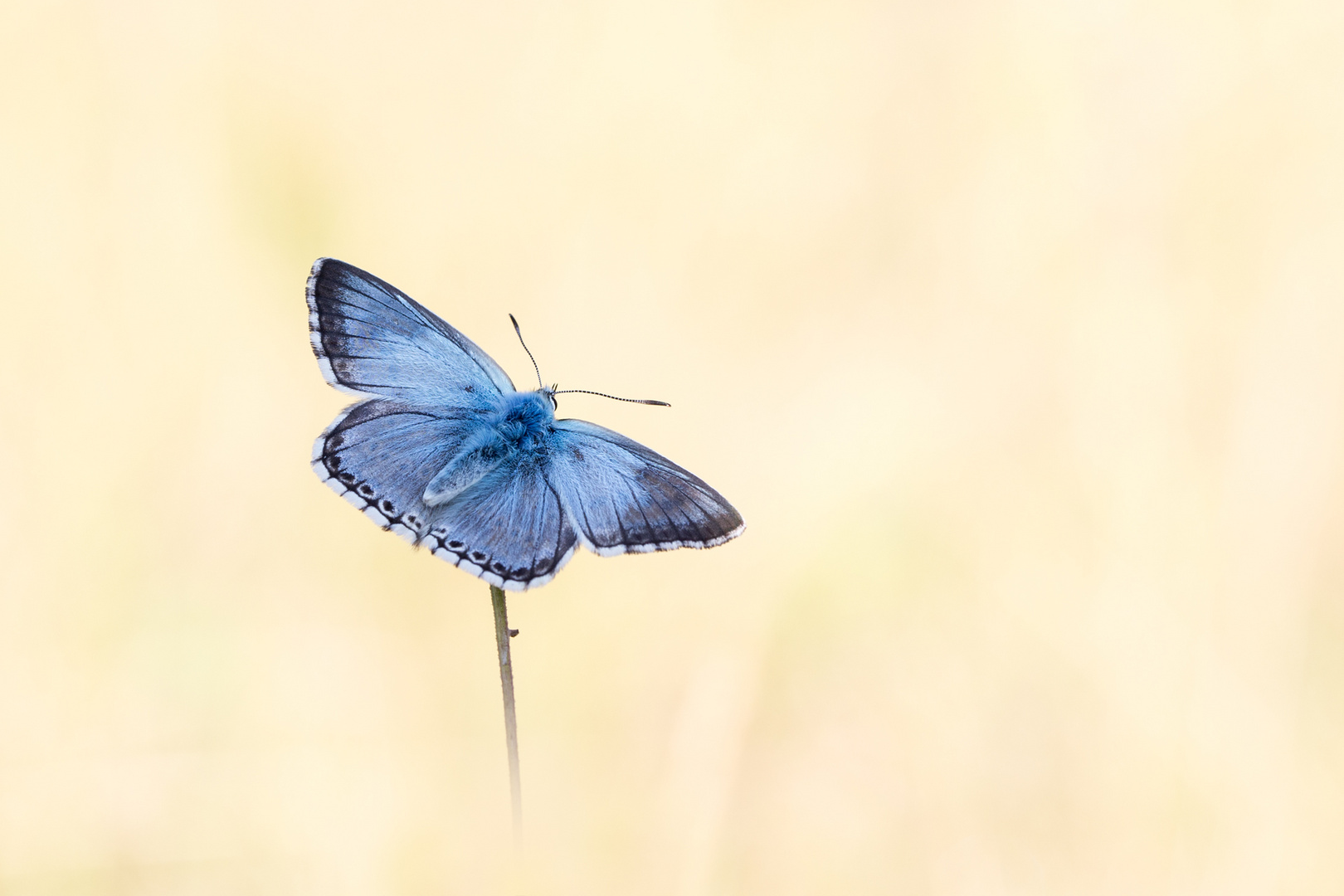 Ein letzter Sommergruss