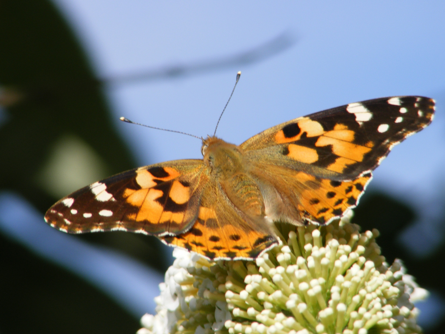 ein letzter Sommergruss