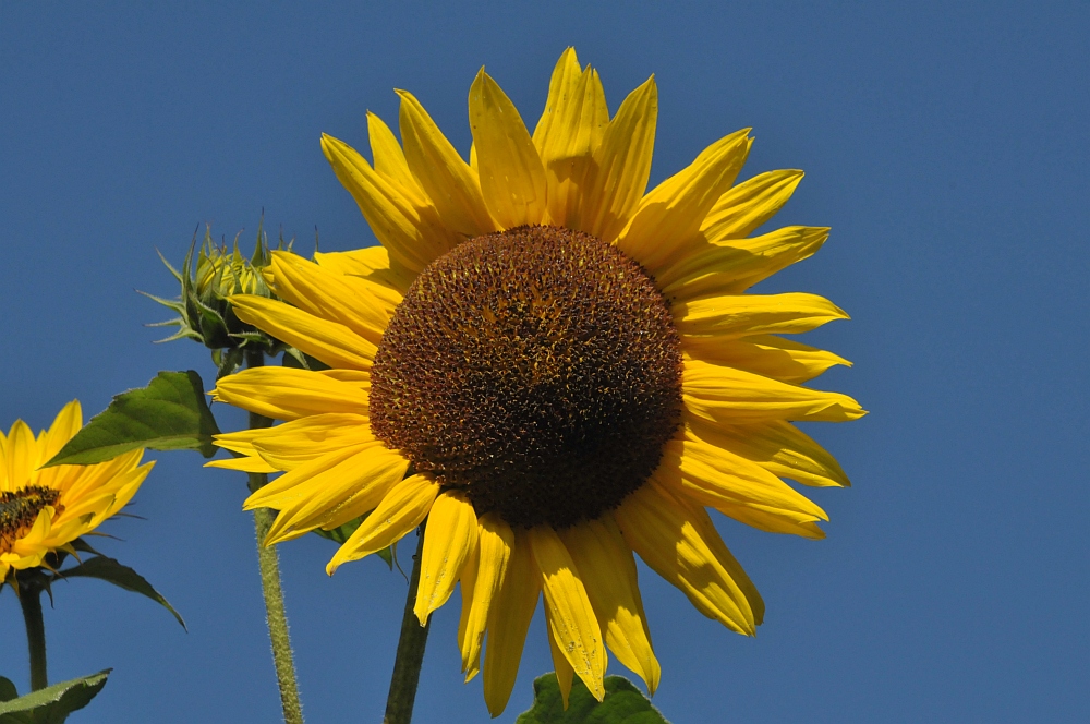 Ein letzter Sommergruß