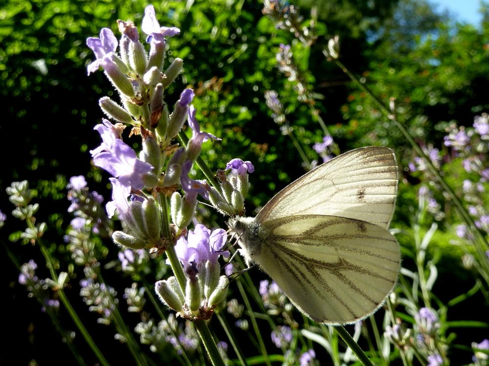 Ein letzter Sommergruß