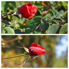 ein letzter Sommergruß in der  Herbstsonne