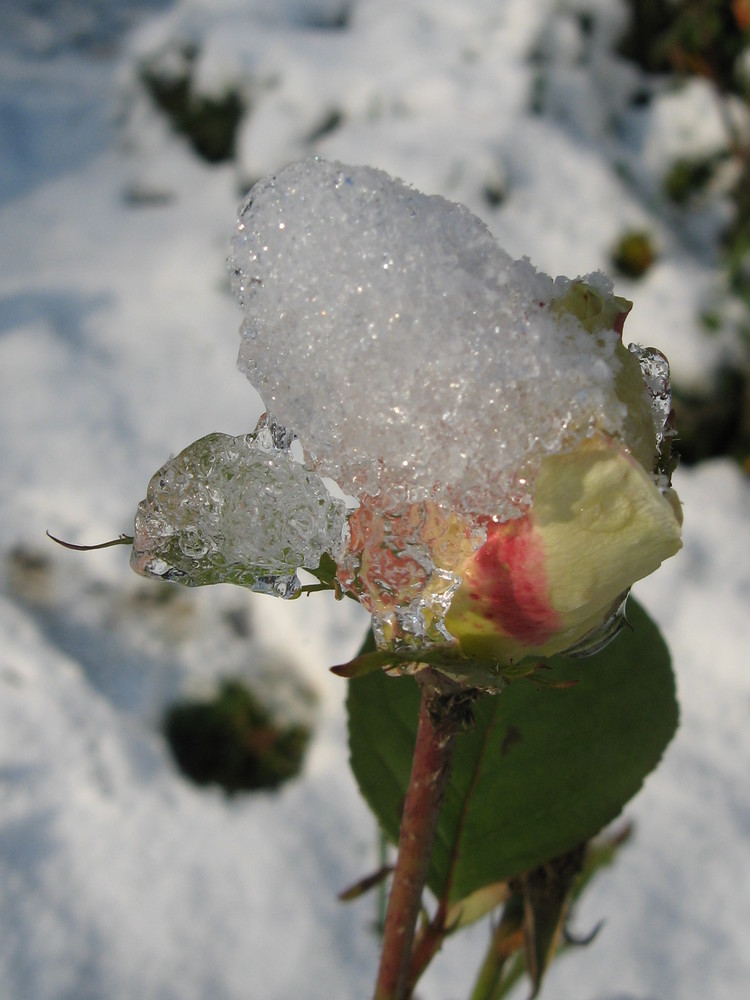 ein letzter Sommergruß-noch halte ich dem Winter stand