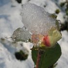 ein letzter Sommergruß-noch halte ich dem Winter stand