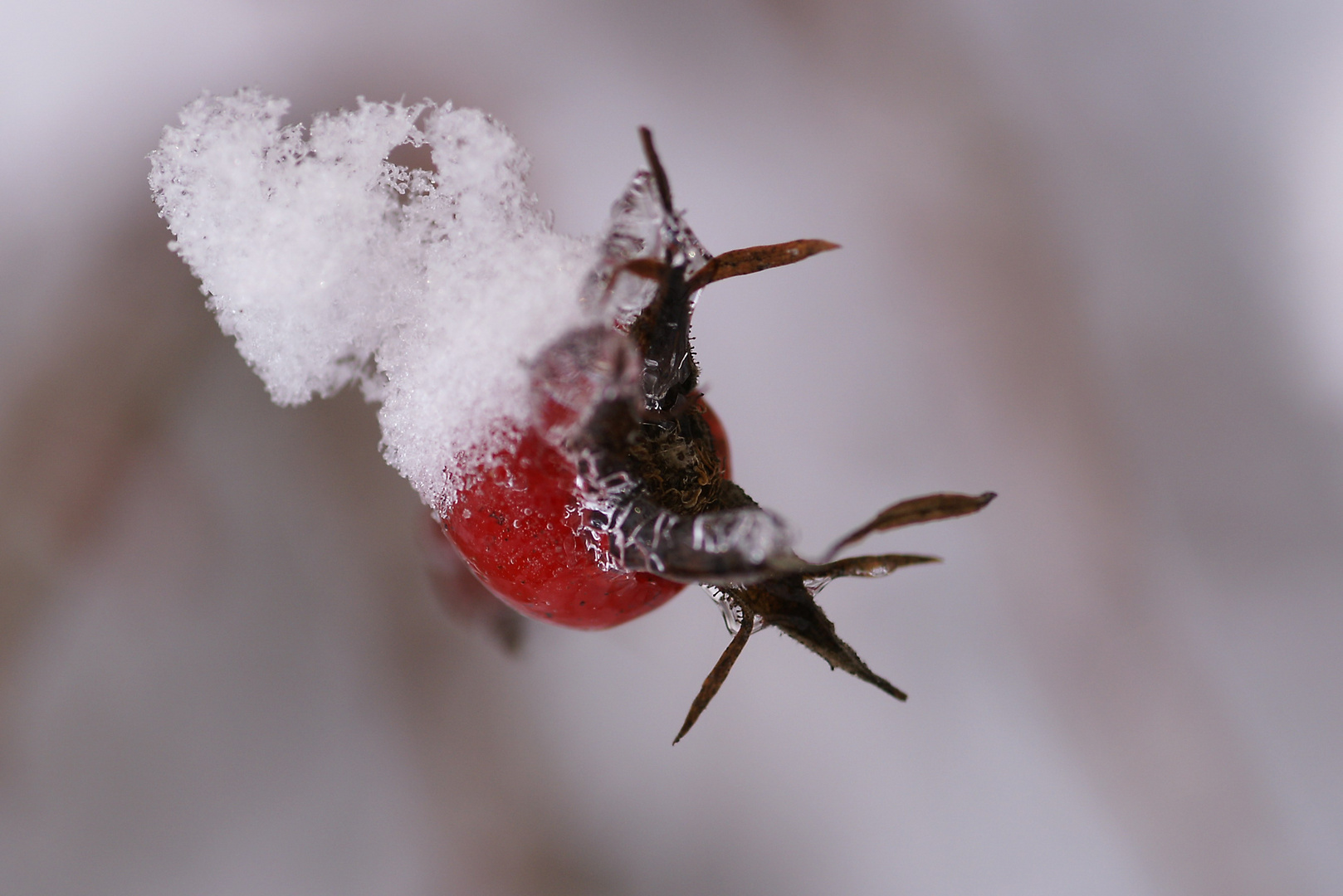 Ein letzter Wintergruß ...