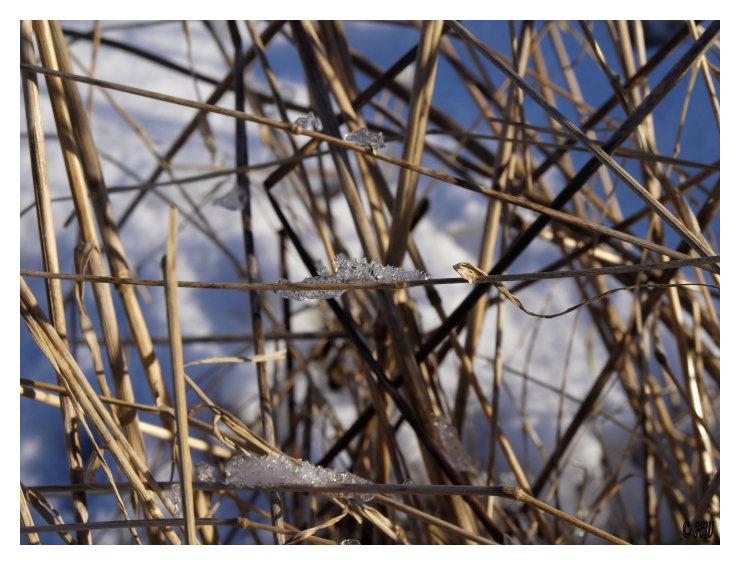 Ein letzter Wintergruss