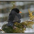 Ein letzter Wintergruß