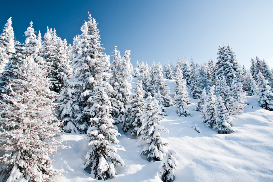 Ein letzter Wintergruss