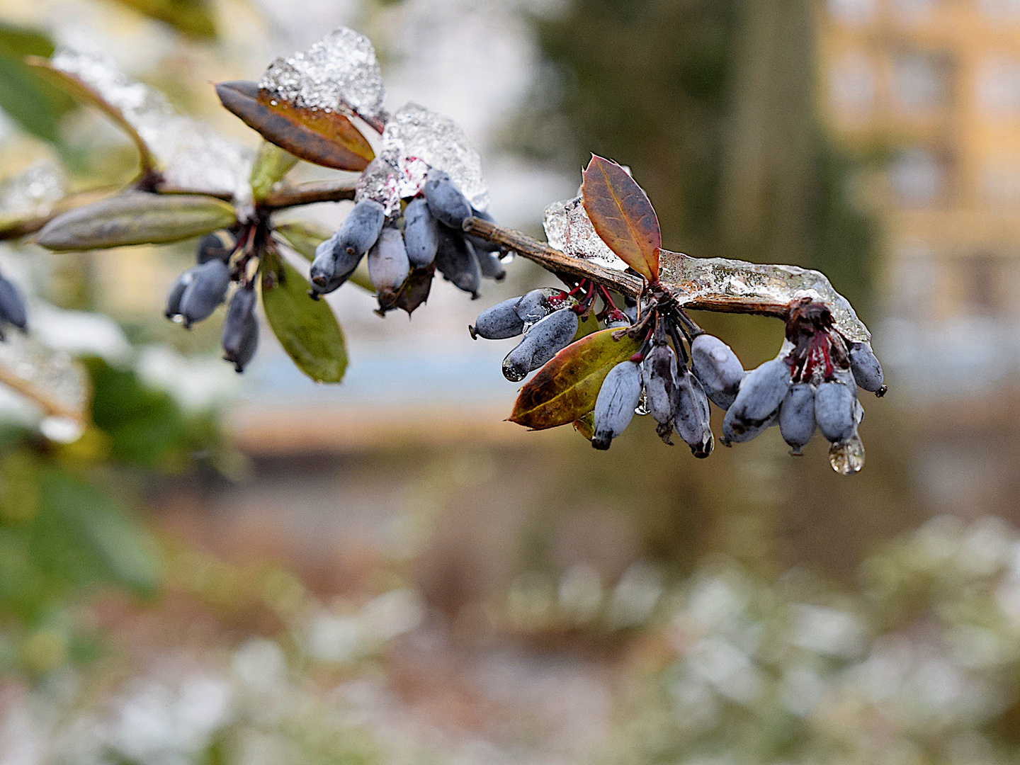 Ein letzter Wintergruß