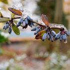 Ein letzter Wintergruß