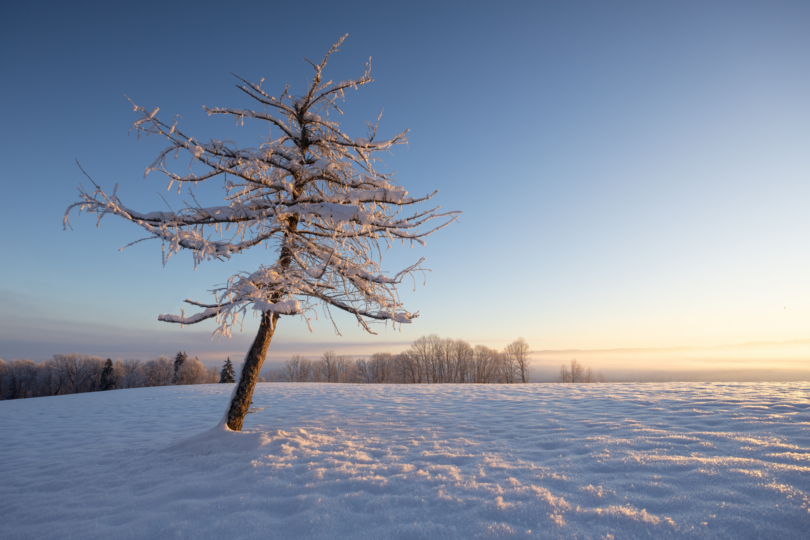 Ein letzter winterlicher Gruß...