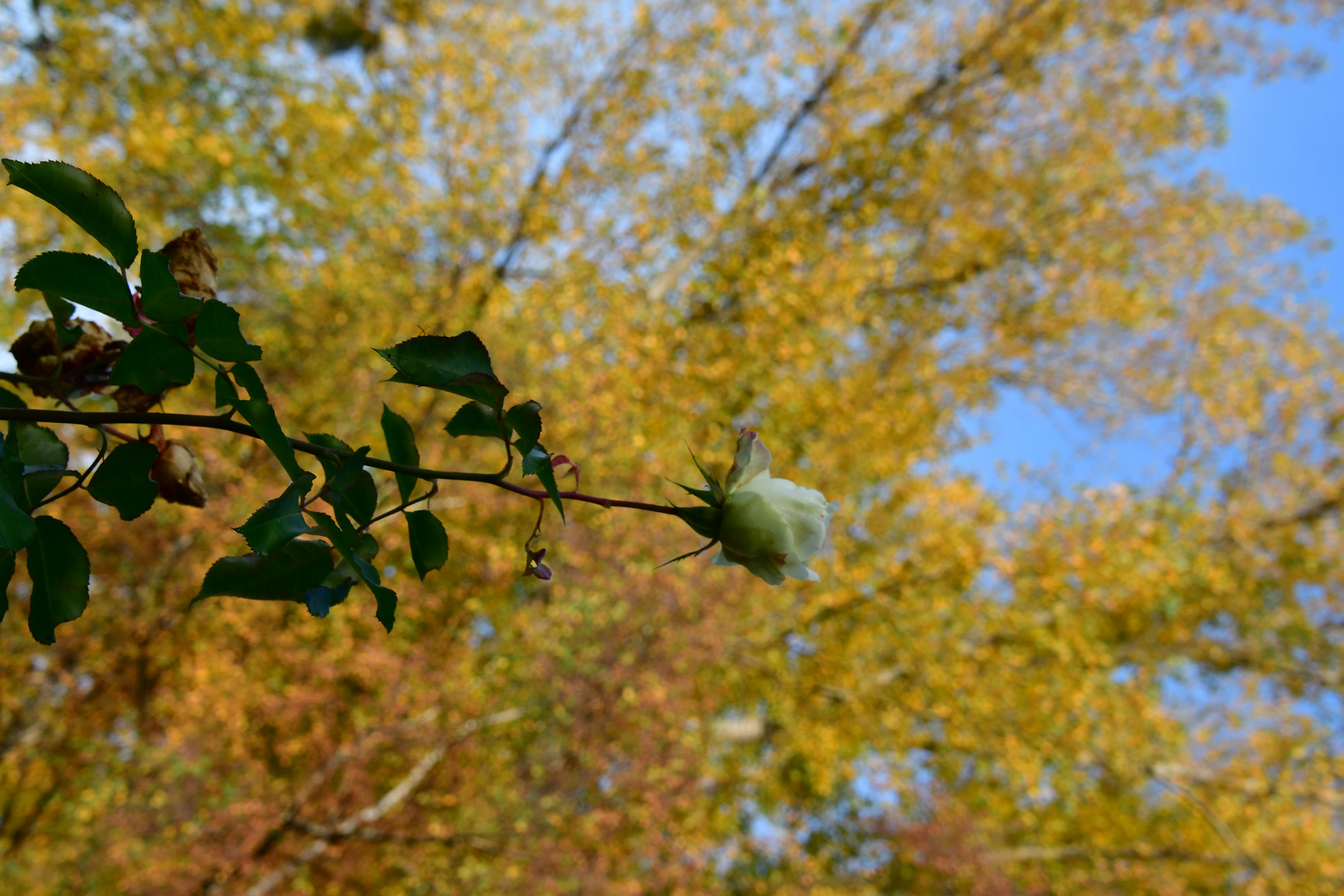 Ein letztes Aufblühen im Herbst