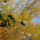 Ein letztes Aufblühen im Herbst