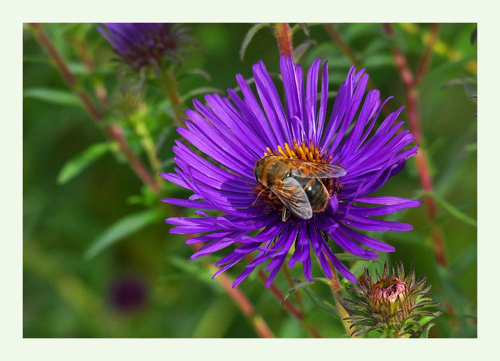 Ein letztes Bienchen.