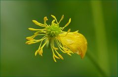 Ein letztes Blatt........