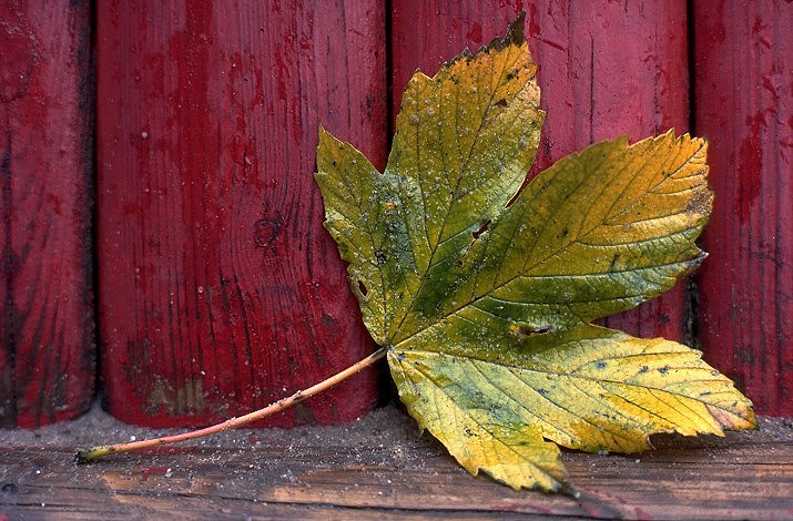 ein letztes blatt