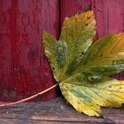 ein letztes blatt