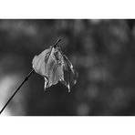 ein letztes Blatt