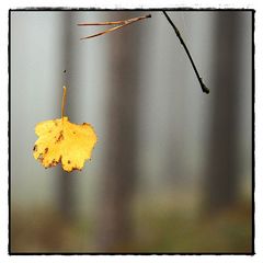 Ein letztes Blatt